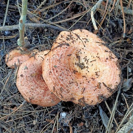 Rincon De Sandra Monteagudo De Las Salinas Eksteriør bilde